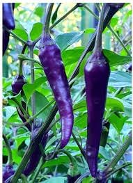 Chilli Vegetable Seeds for Planting - 100 pcs