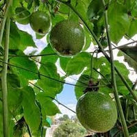 Passion Fruit Seeds for Cultivating Tangy and Refreshing Tropical Fruit 100 pcs