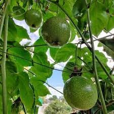 Passion Fruit Seeds for Growing Tangy and Exotic Tropical Fruits 100 pcs