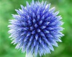 Echinops Ritro Flower Seeds – Heirloom, Non-GMO, Globe Thistle Blooms for Drought-Resistant Garden Planting