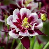 Heirloom Winky Double Flower Seeds for Garden Planting, Non-GMO, Blooms for Shade Gardens