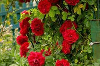 Climbing Rose Seeds for Planting – Heirloom, Non-GMO Seeds for Vertical Garden Blooms