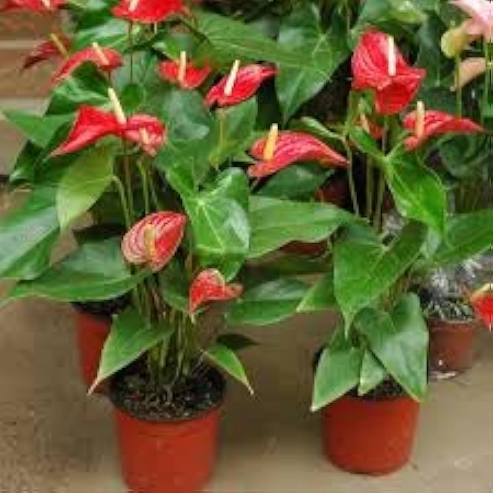 Anthurium Andraeanum Mixed Color Flower - for planting in home garden
