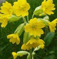 Heirloom Non-GMO Veris Flower Seeds for Planting – Yellow Blooms for Spring Gardens