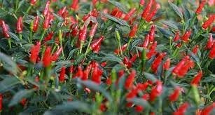Chili Pepper Vegetable Seeds for Planting - 100 pcs