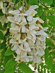 Heirloom Pseudoacacia Flower Seeds for Garden Planting, Non-GMO, Fragrant Tree Blooms