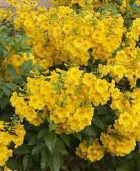 Heirloom Esperanza Flower Seeds for Garden Planting, Non-GMO, Yellow Trumpet Blooms for Borders