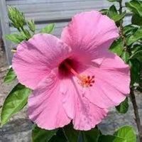 Hibiscus flower pink gray giant seeds for planting in hardy tropical landscapes