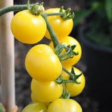 Tomato Vegetable Seeds for Planting - 100 pcs