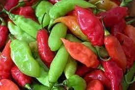 Trinidad Pimento Pepper Seeds – Mild and Flavorful Pepper Variety 100 pcs