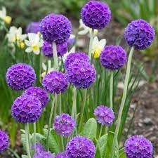 Heirloom Non-GMO Denticulata Flower Seeds for Planting – Early Spring Blooms - Non-GMO for planting in home garden
