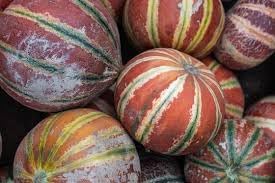 Kajari Melon Cucumis melo seeds for garden planting