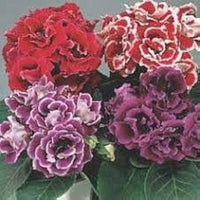 Gloxinia Sinningia Speciosa Mixed Color Flower Seeds