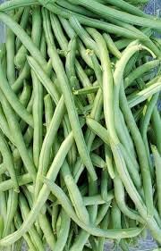 Blue Lake Pole Bean Seeds for Planting heirloom & Non-GMO Seeds