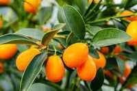 Kumquat Fruit Seeds for Cultivation – 40 Seeds 100 pcs