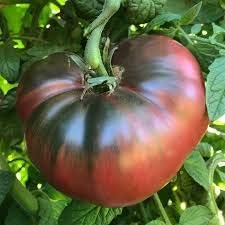 Red Brown Tomato Seeds for Planting - heirloom & Non GMO Seeds