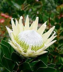 Protea Flower Seeds Heirloom Non GMO Planting - 100 for planting in home garden