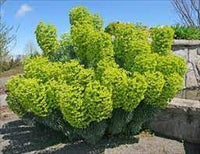 Mediterranean Spurge Flower Seeds – Heirloom Non-GMO Seeds for Drought-Tolerant and Ornamental Planting - Spurge for planting in home garden