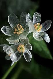 Skeleton Flower Seeds for Planting - Heirloom Seeds - NON GMO Seeds