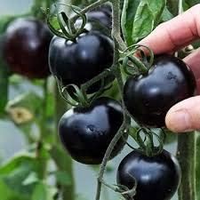 Tomato Seeds for Planting, Black, 100 pcs