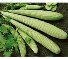 Armenian Cucumber Vegetable Seeds for Planting - Heirloom & Non-GMO Garden Seeds