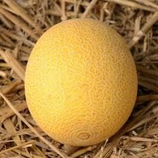 New Fresh 25pcs Yellow Galia Melon Vegetable Seeds - Tropical, Sweet Melons with Vibrant Color 100 pcs