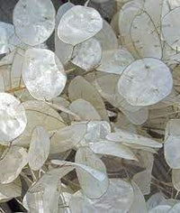 Heirloom Non-GMO Dollar Plant Flower Seeds for Garden Planting – Unique Silvery Foliage Blooms