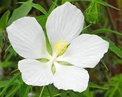 Heirloom Texas Star Hibiscus Flower Seeds – Non-GMO Flower Seeds for Planting