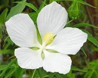 Heirloom Texas Star Hibiscus Flower Seeds – Non-GMO Flower Seeds for Planting - Texas for planting in home garden