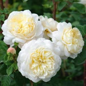 Yellow White Climbing Rose Seeds for Planting Non-GMO Heirloom Garden Seeds for Growing