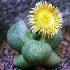 Pleiospilos Flower Seeds Heirloom Non GMO Planting - 100 for planting in home garden