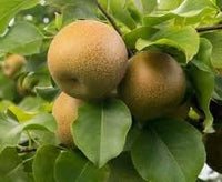 Wild Pear Pyrus Communis Bonsai Seeds for Planting - Ideal for Ornamental Gardens