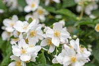 Heirloom Non-GMO Philadelphus Lewisii Flower Seeds for Planting – Fragrant Mock Orange Blooms for Hedges - Non-GMO for planting in home garden