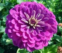Purple Zinnia Flower Seeds for Garden Planting – Bright Blooms, Non-GMO, Heirloom Seeds