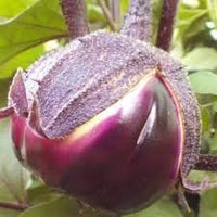 Eggplant Seeds for Planting, Purple, 100 pcs