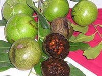 Digyna Fruit Seeds for Growing Sweet and Exotic Fruit Trees 100 pcs