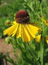 Helenium Flower Seeds for Planting, Heirloom, Non-GMO, 100