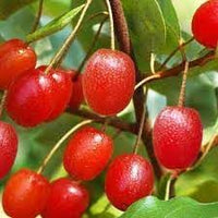 GOUMI Berry Fruit Seeds for Planting - Cultivating Unique & Hardy Berries, Heirloom Seeds