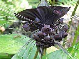 Tacca Chantrieri Flower Seeds for Planting, Heirloom, Non-GMO, 100 for planting in home garden