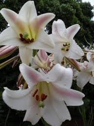 Lilium Longiflorum Flower Seeds – Heirloom Non-GMO Seeds for Fragrant and Elegant Garden Planting
