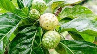 Fresh NONI Fruit Seeds for Gardening - Organic and Easy to Grow 100 pcs