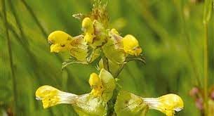 Heirloom Non-GMO Rattle Flower Seeds for Planting for planting in home garden