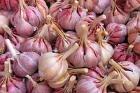Light Purple Garlic Seeds for Planting - Heirloom & Non-GMO Seeds