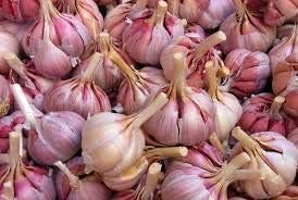 Light purple garlic Allium sativum seeds for planting in vegetable patch