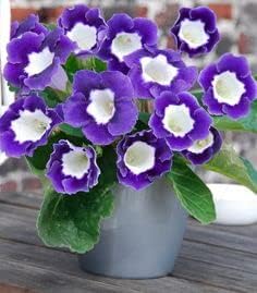 Blue & White Gloxinia Heirloom Non-GMO Seeds for Planting
