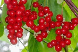 Schisandra Fruit Seeds for Growing Adaptogenic and Flavorful Fruits 100 pcs