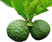 Kaffir Lime Fruit Seeds for Planting - Aromatic Citrus Growth & Culinary Use, Heirloom seeds