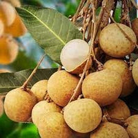 Longan Fruit Seeds for Planting – 50 Seeds 100 pcs