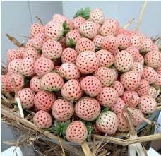 Pineberry White Strawberry Fruit Seeds for Planting - Growing Rare and Sweet White Strawberries