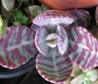 Kalanchoe Humilis Plant Seeds – Heirloom Non-GMO Succulent Seeds for Decorative Garden Pots